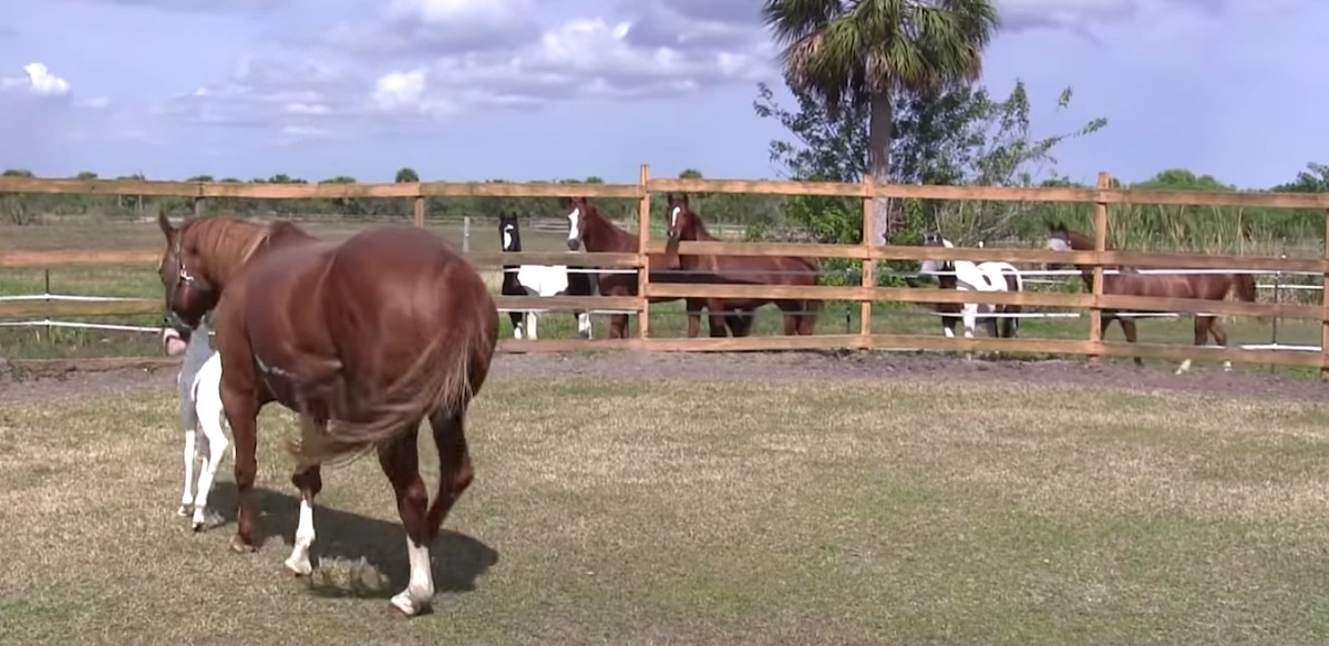 Mama Has A Baby So ‘Rare’, Even The Other Horses Gather Around In Awe