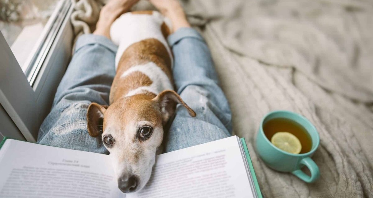 35 Dog Breeds That Connect With Humans On The Deepest Levels