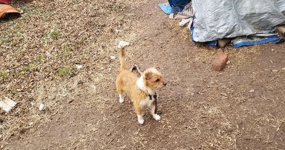 You’re Saving Dogs In Need Like Martin!