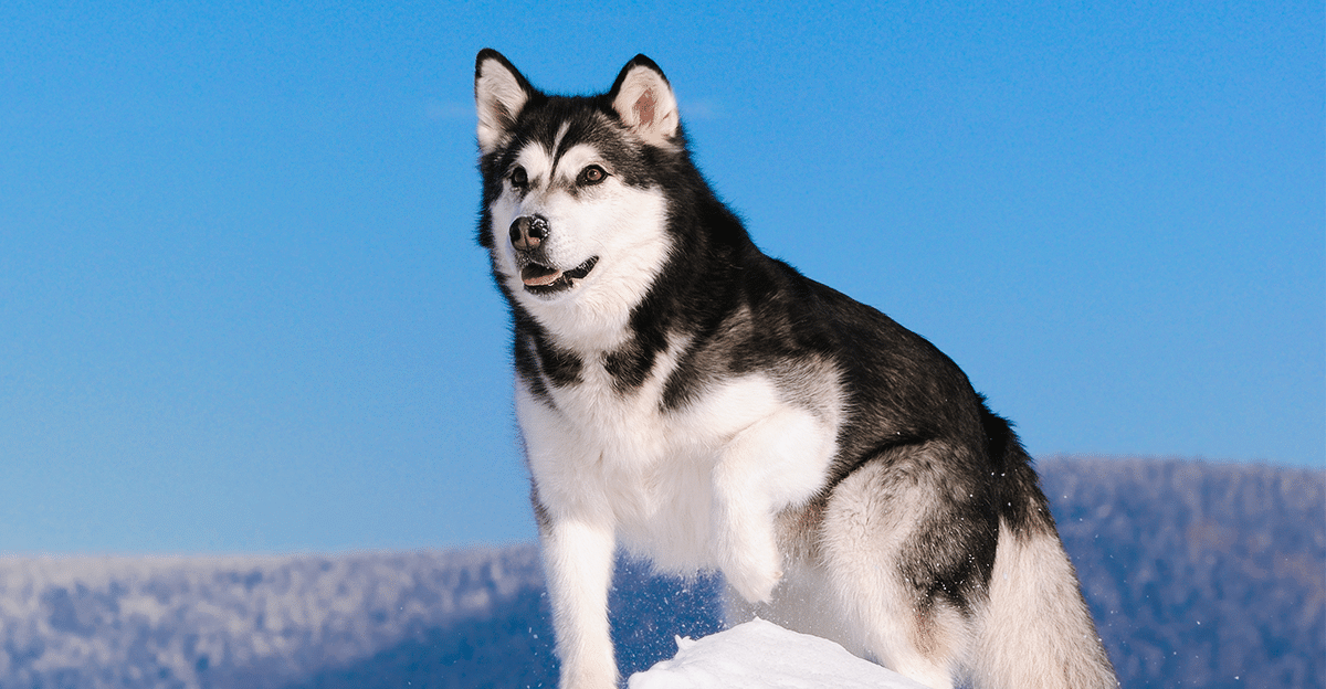 11 Furry Dog Breeds That Love Cold Weather Days