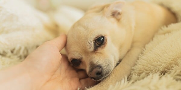Pet Caretaker Was Caught on CCTV Critically Harming a Dog in an Elevator