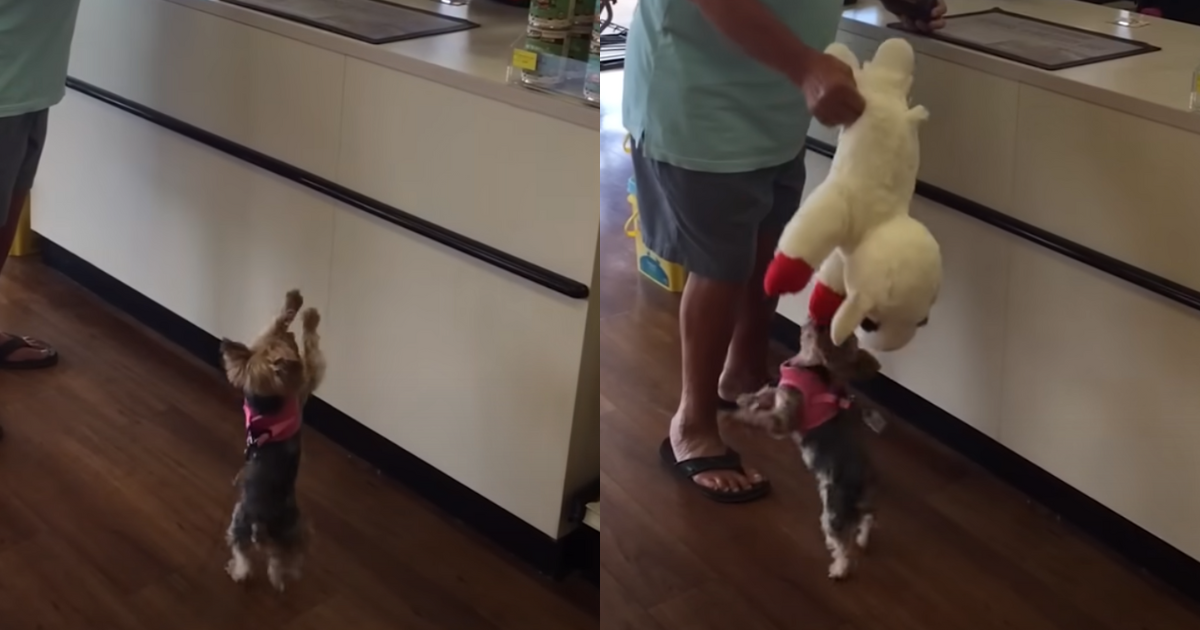 Tiny Yorkie Insists on Taking Home the Biggest Toy in the Store