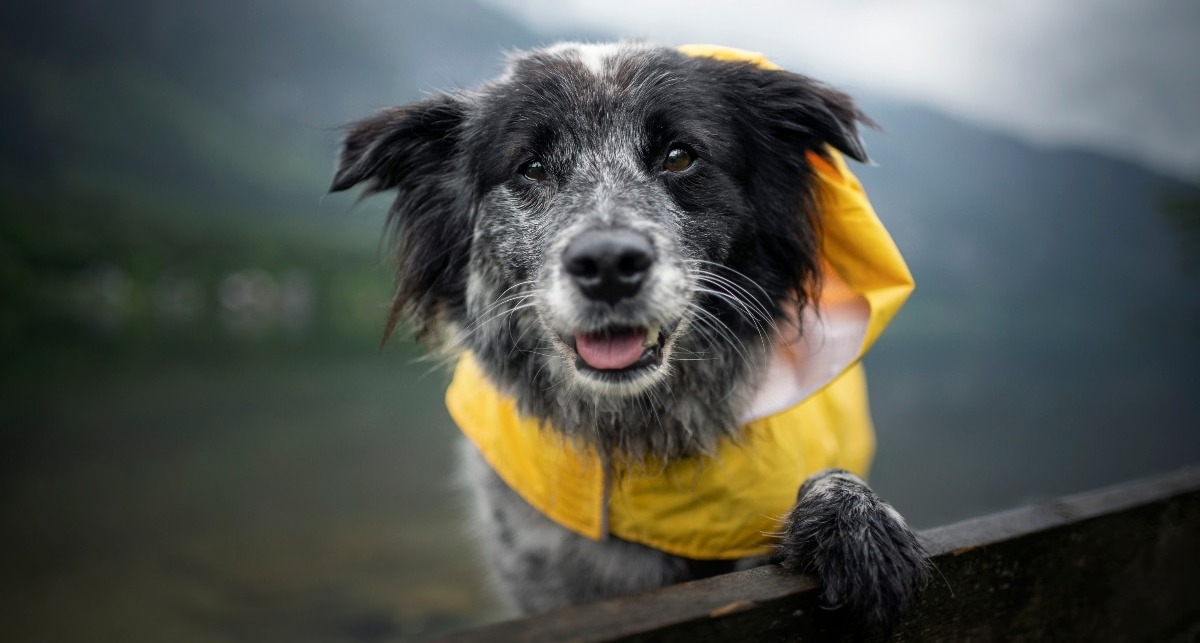 15 Wet Winter Weather Dog Products That Make Your Life Easier