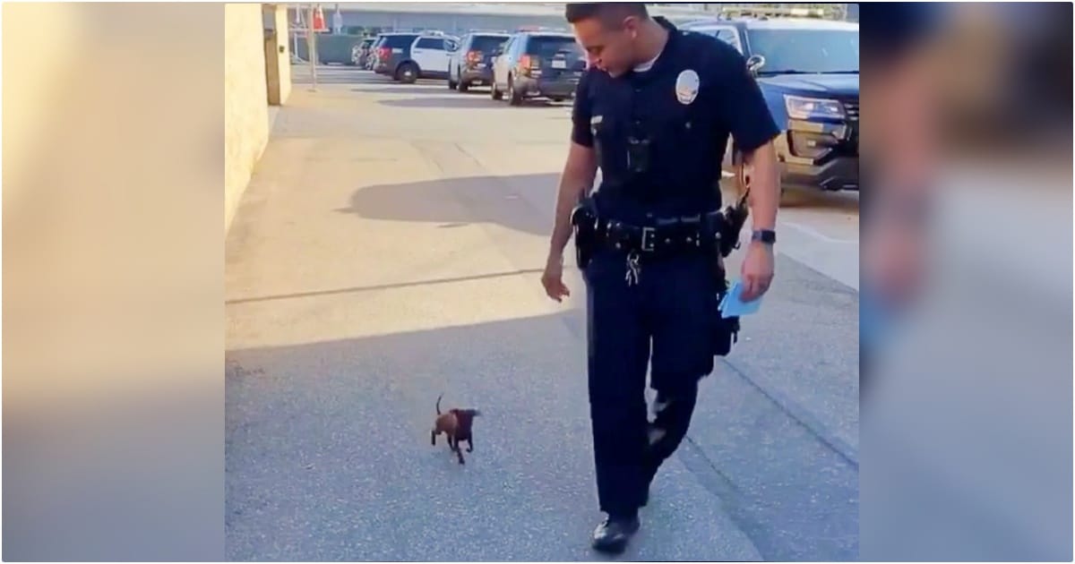 The Tiniest Of Puppies Follows Officer To ‘Lodge A Complaint’