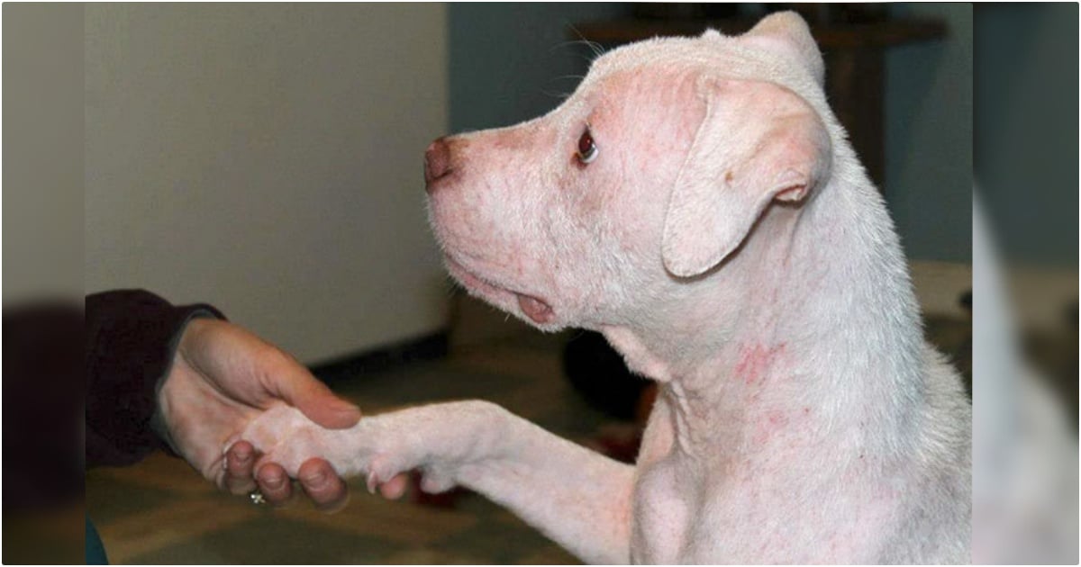 When Abused Puppy Turns To Meet New Owner, He Sees A Familiar Face