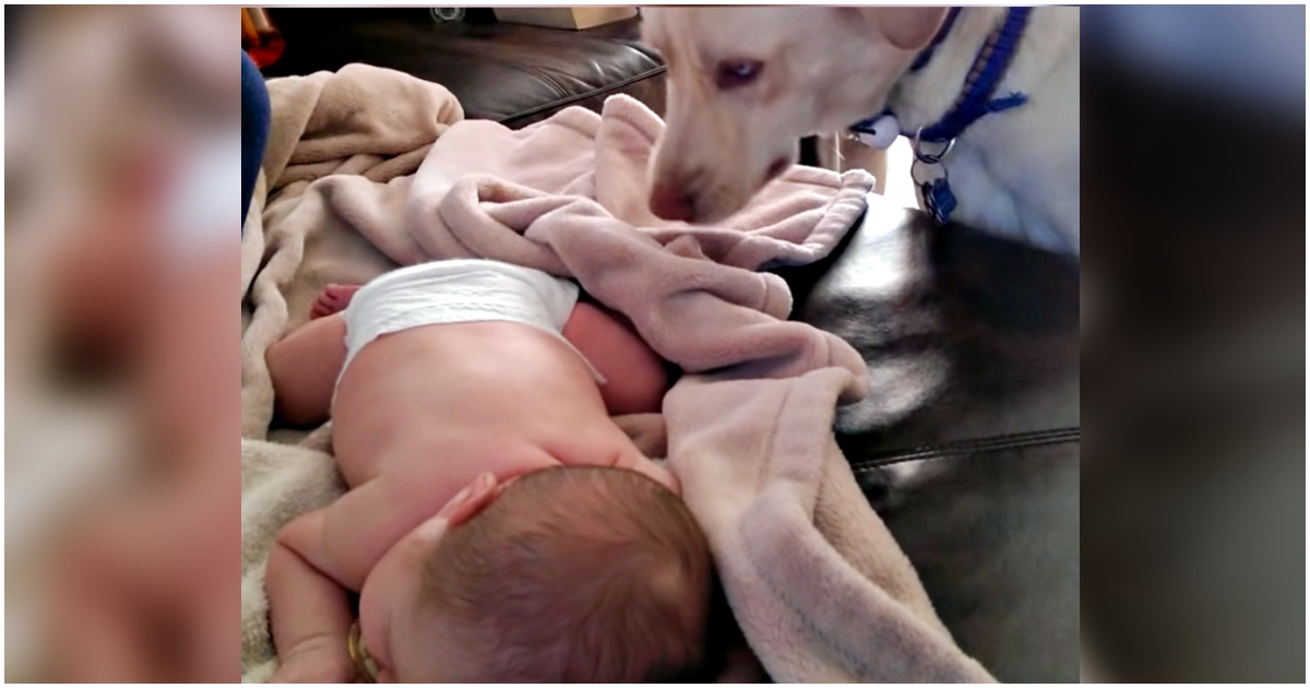 New-Mom Introduces Newborn To Her Pet, Dog Shows Mom Her 1st Rookie Mistake