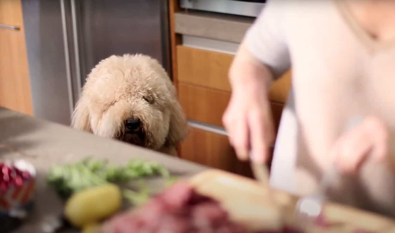 Dog watching mom prepare food