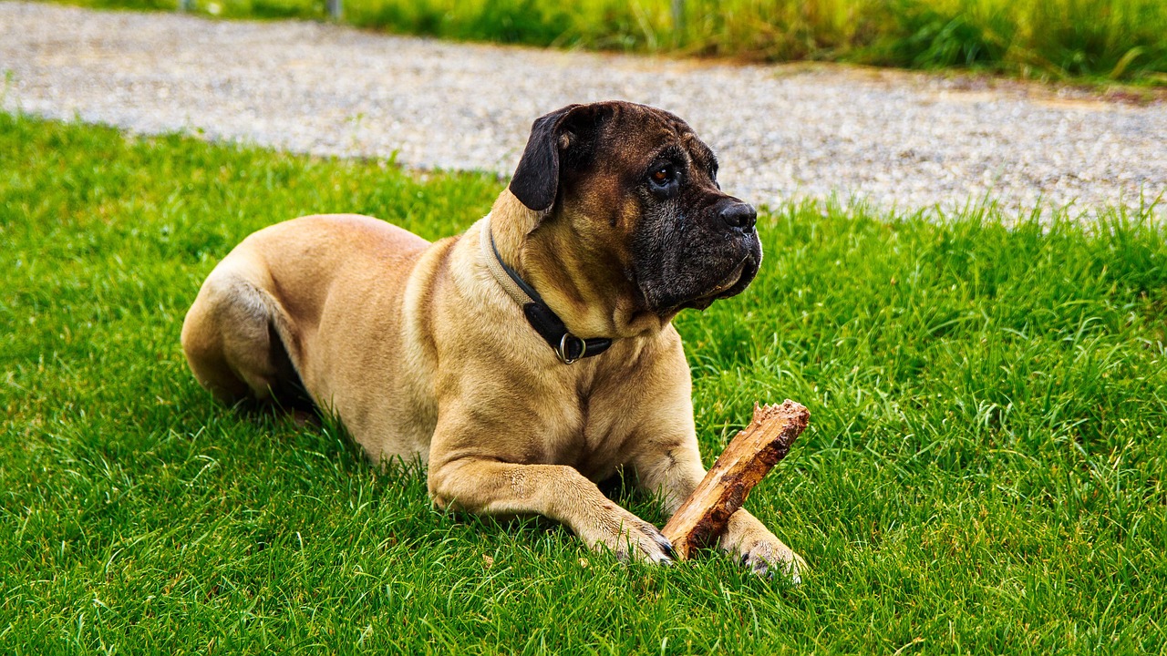 Top 15 Dog Breeds for Guarding Your Home