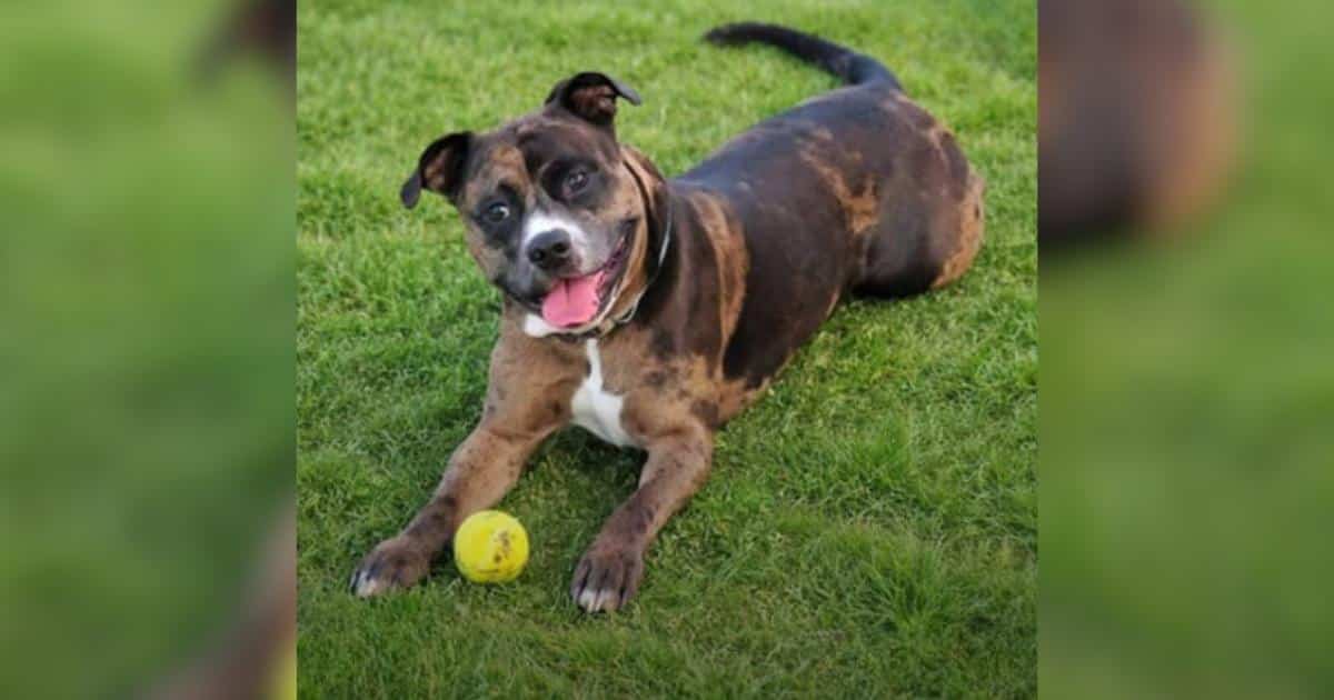 Think You Have the Cutest Pet? Here’s Your Chance to Prove It