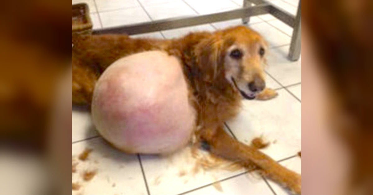 Police Find Sad Golden Lost On The Beach, With His ‘Massive’ Lump