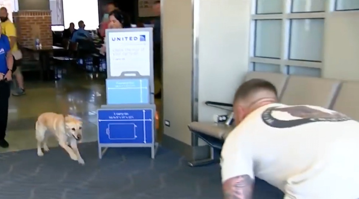 Soldier Turns Around To See His Former Military Dog Running Toward Him