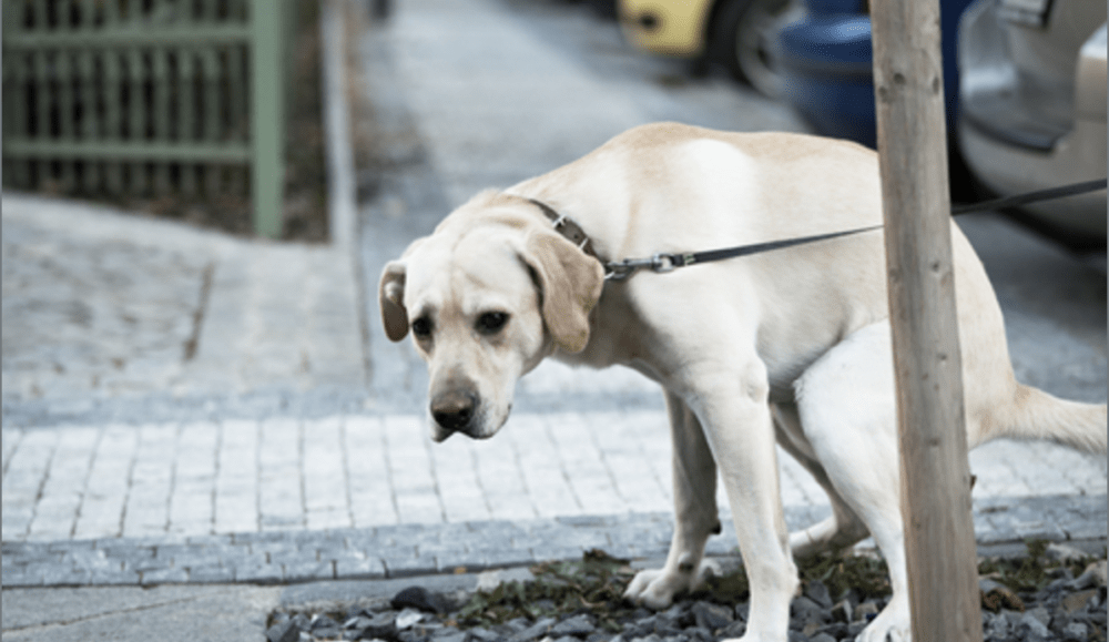 A Veterinarian Shares 10 Critical Warning Signs Of Cancer in Dogs