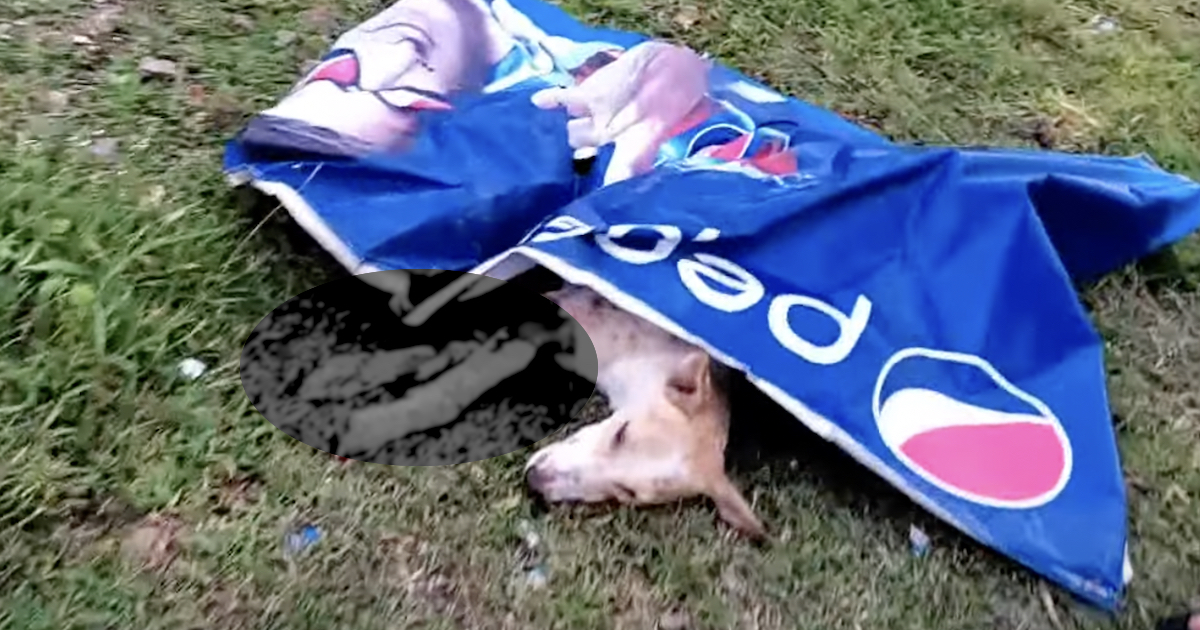 Local Dog Found Covered With A Poster And Unable To Move