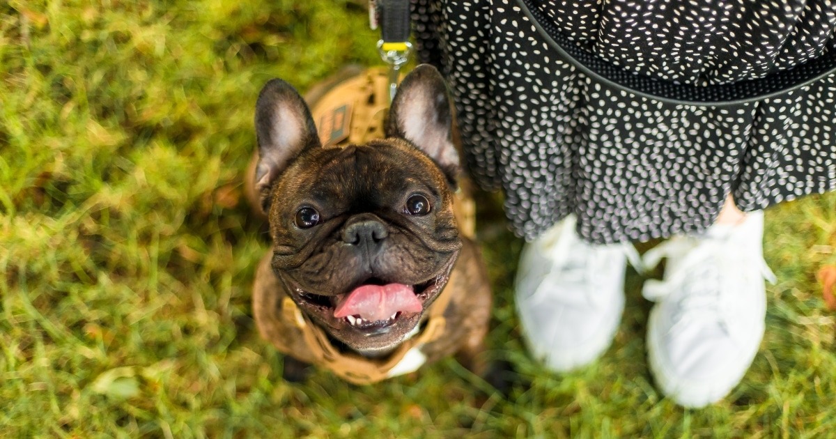 13 Most Devoted Dog Breeds Around The Globe