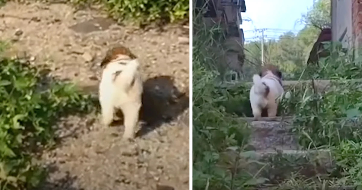 Stray Puppy Insists Rescuers Follow Him Into ‘Abandoned’ Building