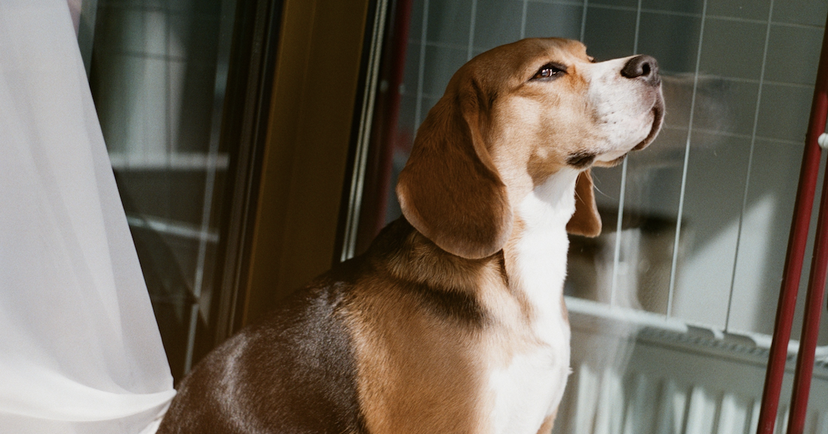 Chondroitin for Dogs: It Could Keep Your Canine’s Joints Feeling Young