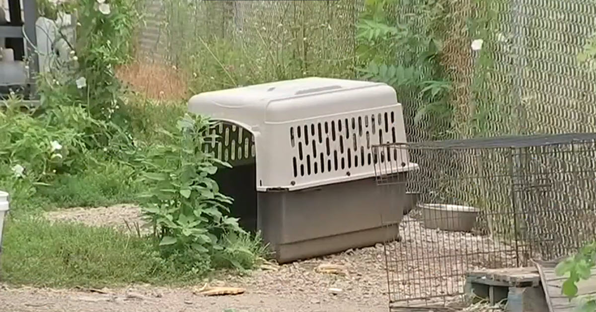Monster Charged After Dogs Left in Heat Without Food or Water for Days