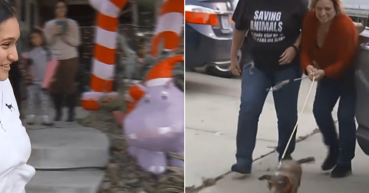 Dog Missing for 5 Years Reunited With Family After Being Found Over 2,000 Miles Away