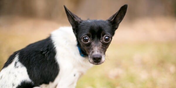 Man Caught Repeatedly Whipping Dog On Camera