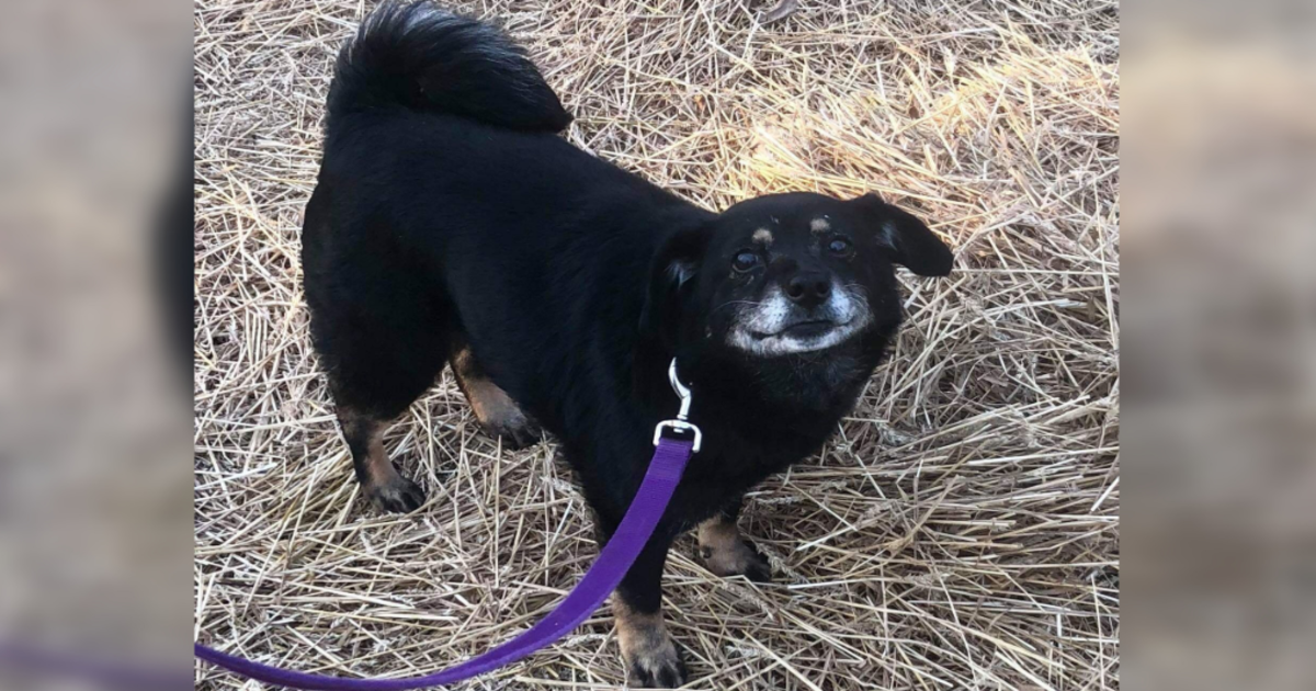 Heartworm-Positive Senior Is Now Smiling Thanks To Your Help!