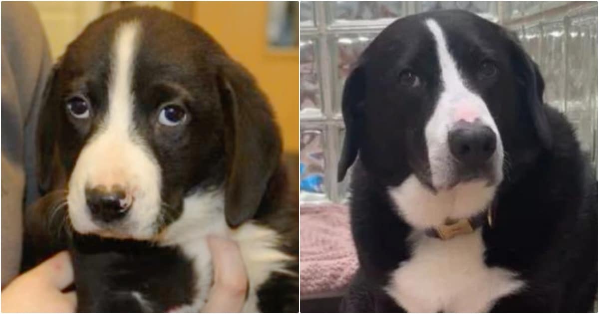 Only Family He’s Known Returns Him To Shelter After Adopting Him 8 Years Ago