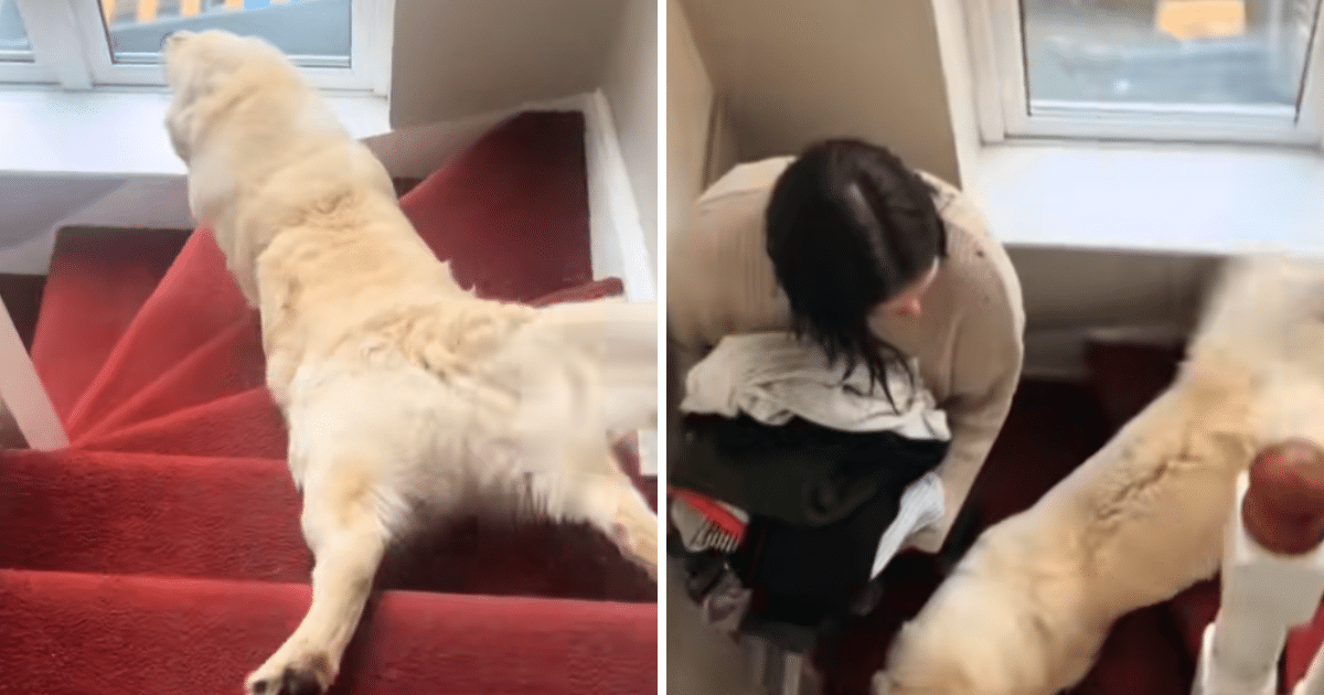 Golden Retriever Slides Downstairs Every Morning in Adorable Daily Ritual