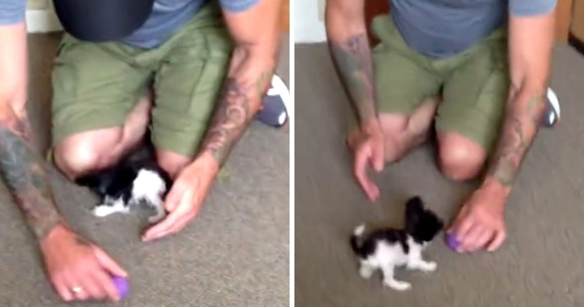Dad Of “Smallest Dog” In The World’ Was Willing To Do ‘Anything’ To Protect Her