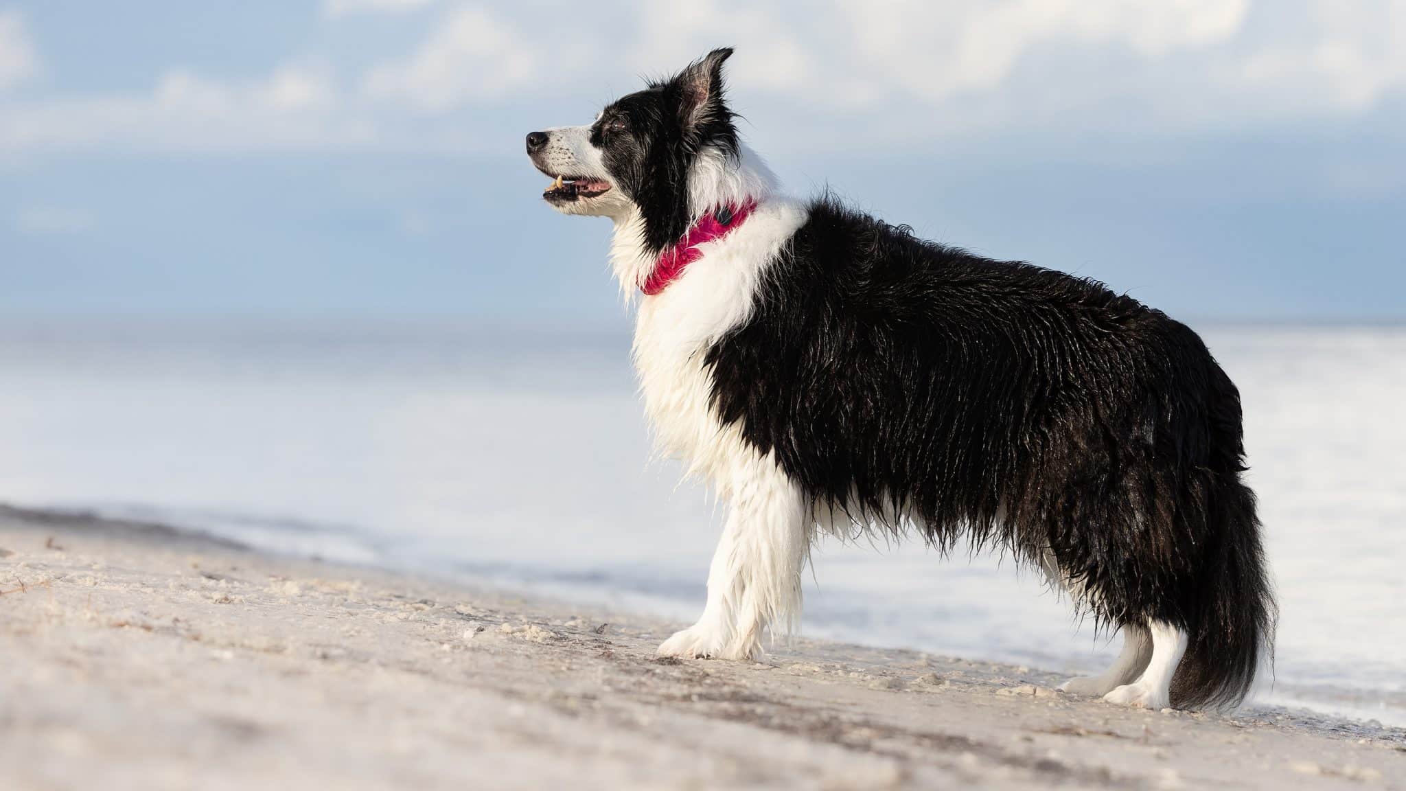 How Smart GPS Tech Keeps Your Dog Safer Than Ever