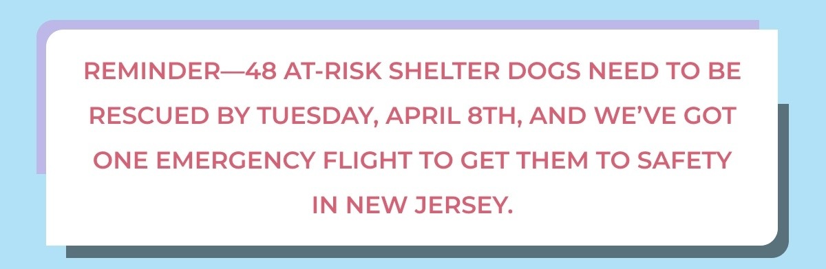 Reminder—48 at-risk shelter dogs need to be rescued by Tuesday, April 8th, and we’ve got one emergency flight to get them to safety in New Jersey. - Dogs like Sawyer, a sweet Cajun hound mix, won’t survive unless we act fast.  Your purchase or direct donation fuels the rescue flight and helps feed shelter dogs still waiting for their shot.