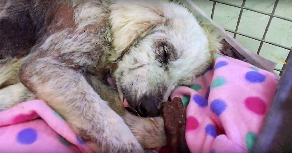 She ‘Snored’ Through Her First Safe Sleep Since Ex-Owner Tried To Kill Her 3-Times