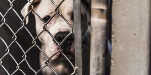 Burn Pits and Signs of Extreme Animal Cruelty Littered This Property