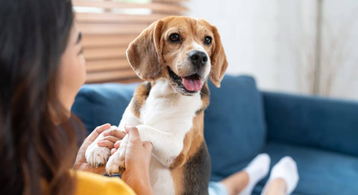 13 Dog Breeds That Stay Puppy-Like Their Whole Lives