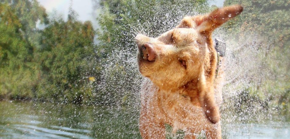 Drying and Cooling Solutions You & Your Dog Will Love