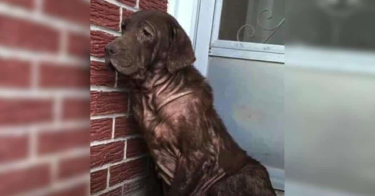 Dog Has Been Alone Forever, But This Moment Changed His Life