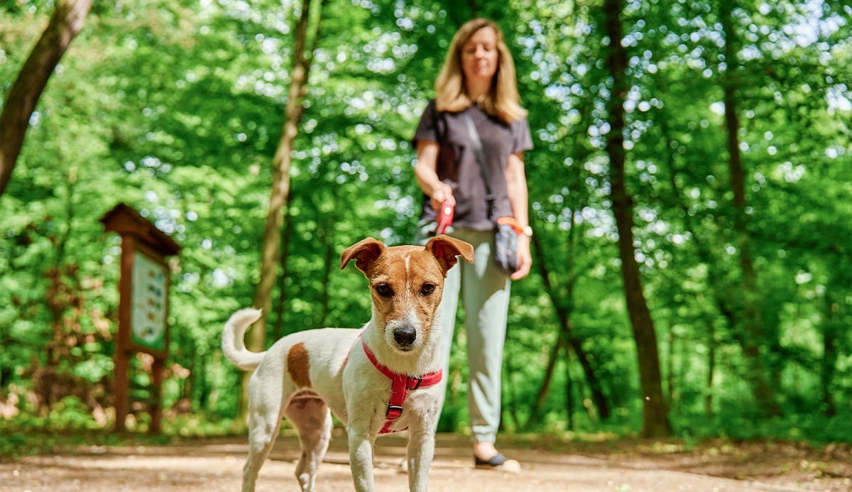 Different Types of Dog Leashes, Collars & Harnesses Explained