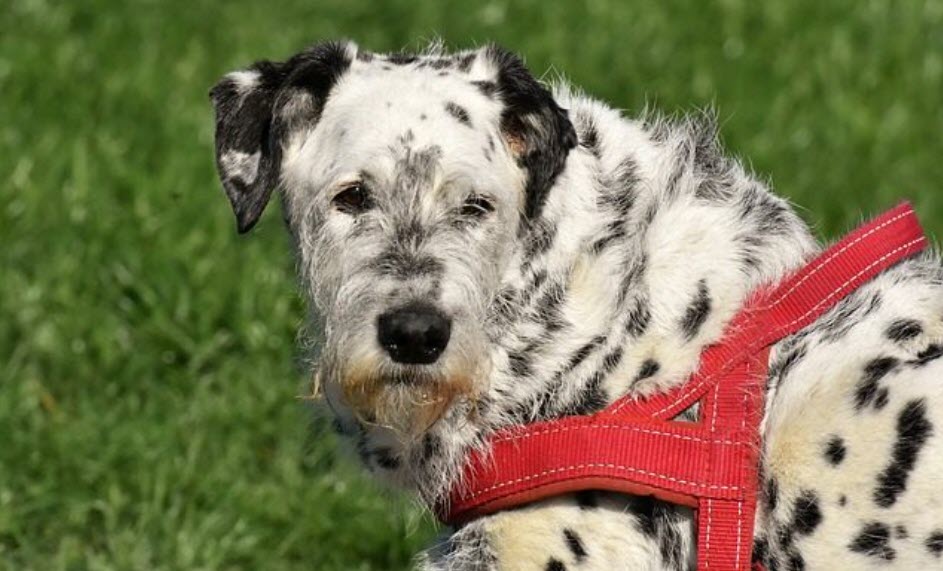 How Dog DNA Testing Can Help Your Pup Stay Healthy & Happy