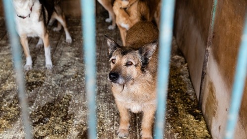 Mother and Daughter Collected Dozens of Animals, Then Neglected Them to Point of 'Torture'
