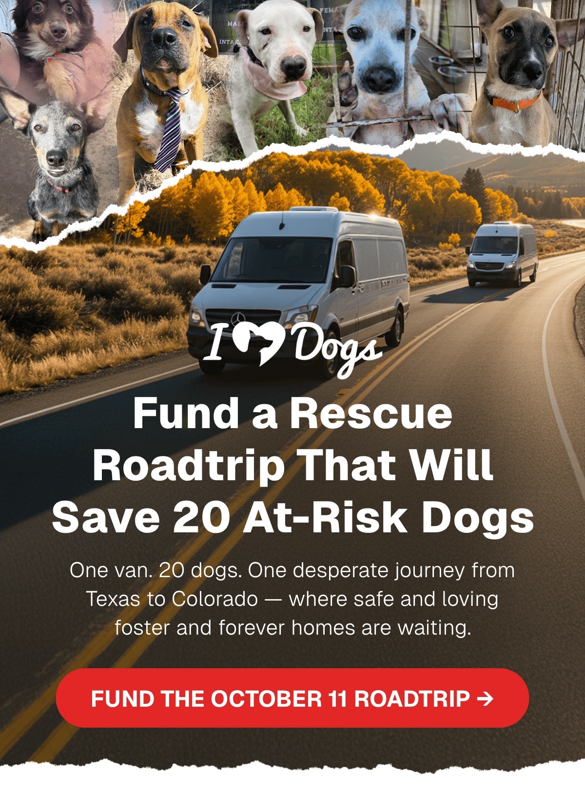 Fund a Rescue Roadtrip That Will Save 20 At-Risk Dogs