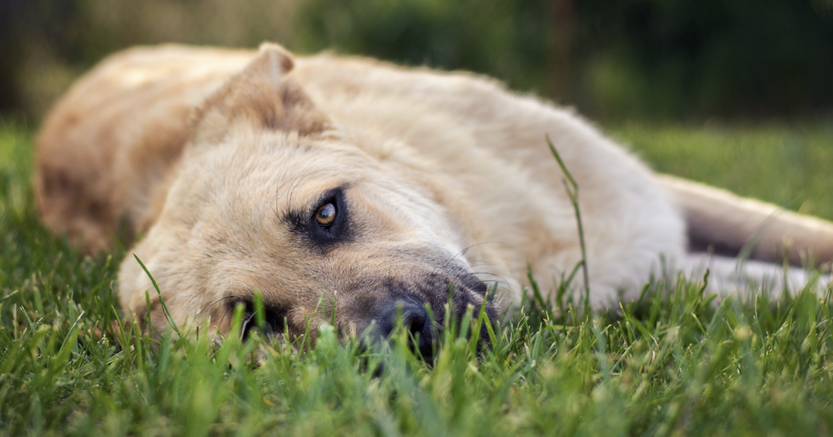 Yucca Schidigera For Dogs For Smelly Stool!