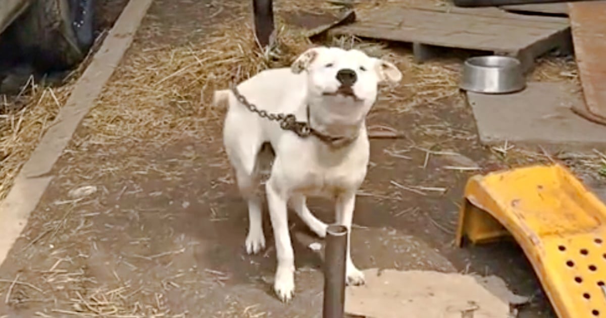 Dog ‘Explodes With Emotion’ When Human Approaches After So Long