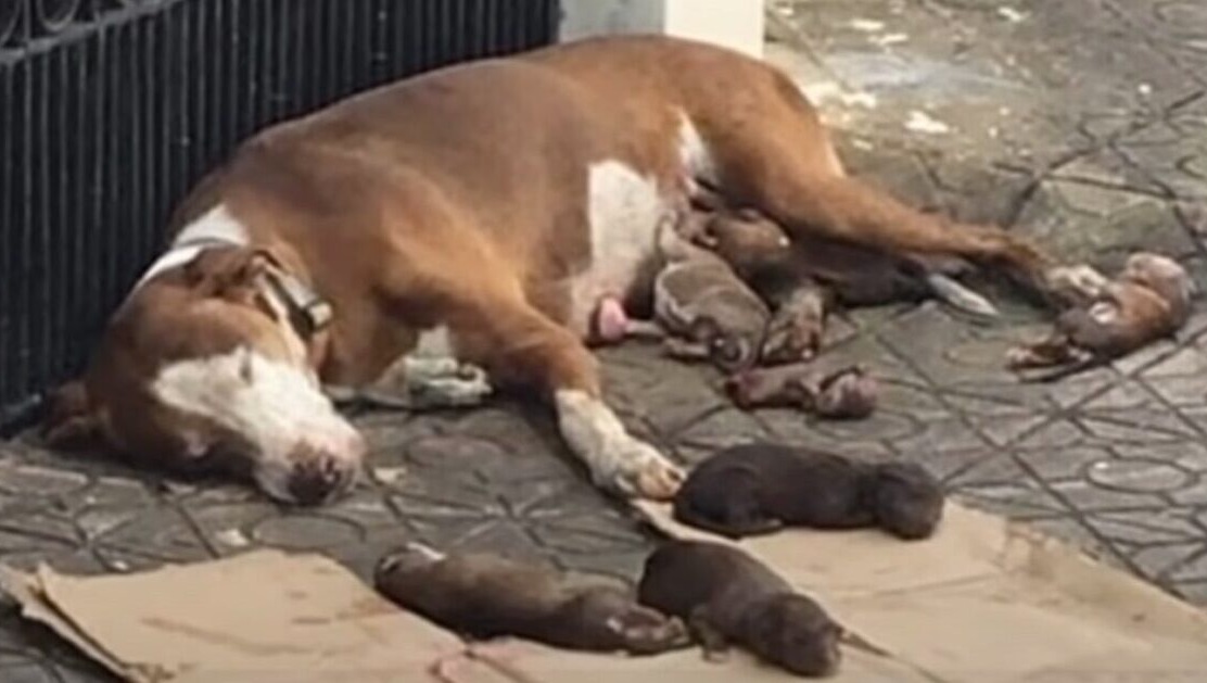 Starving Mama Dog And Her Malnourished Newborns Saved Just In Time