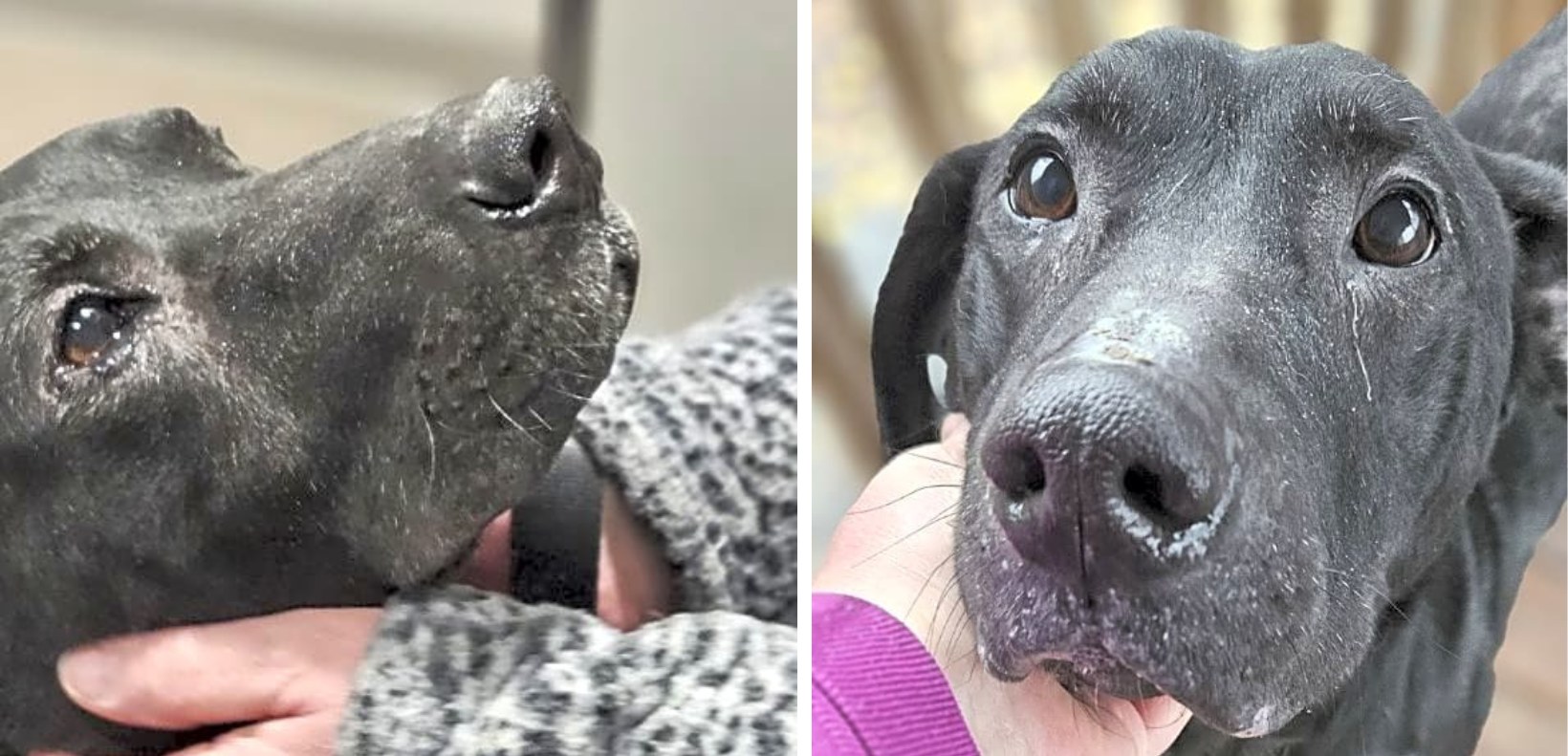 Frosted Face Senior Labrador Fighting Life-Threatening Battles