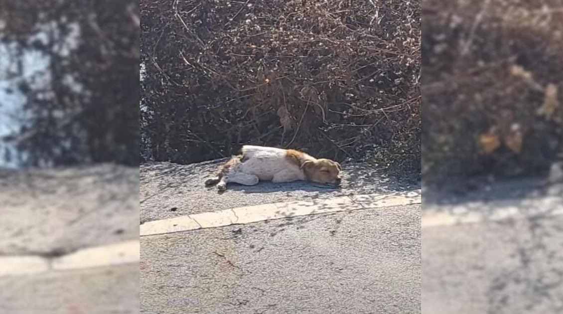 Paralyzed Dog With Broken Spine Finds Love And A New Life After Rescue