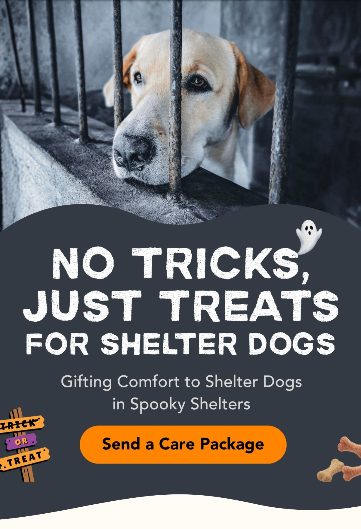 NO TRICKS JUST TREATS. Gifting Comfort to Shelter Dogs in Spooky Shelters.