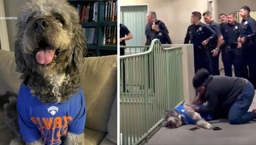 Joyous Sports Celebration Ends With Police Shooting Family's Gentle, Jersey-Wearing Dog