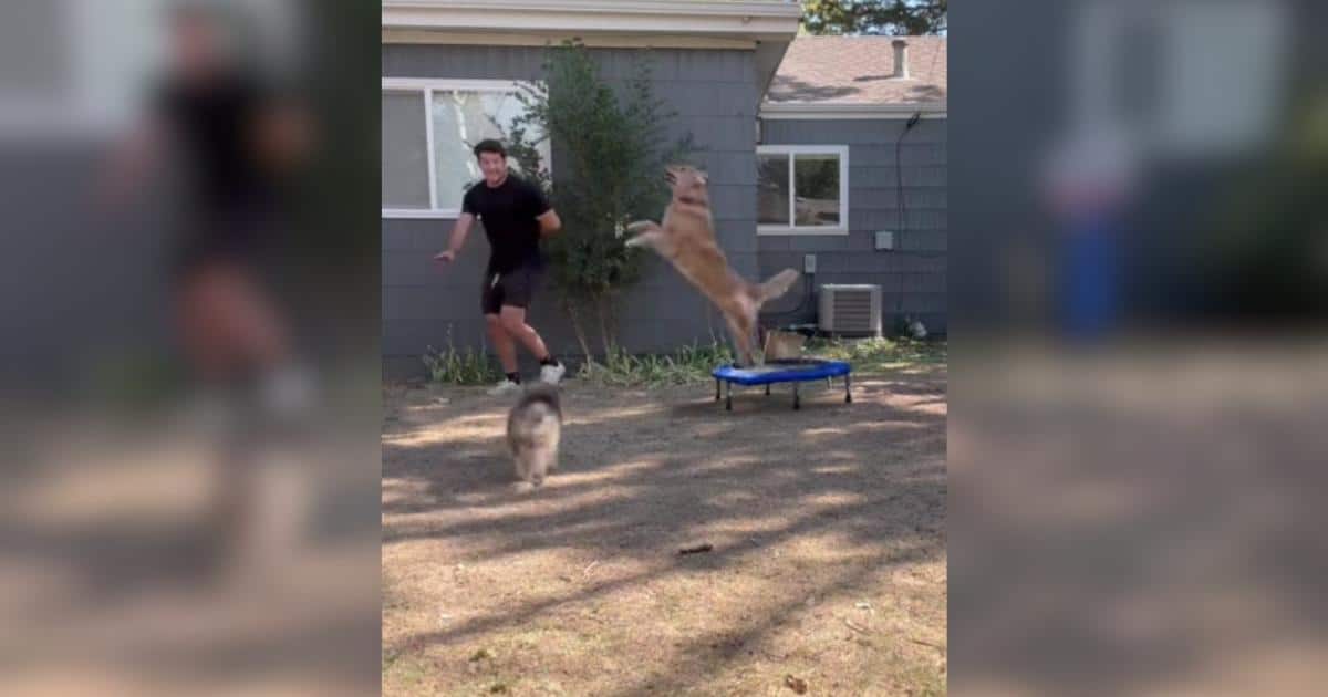 Dog Dad’s Backyard Stunt Takes Hilarious Turn When He Accidentally Says the Magic Word