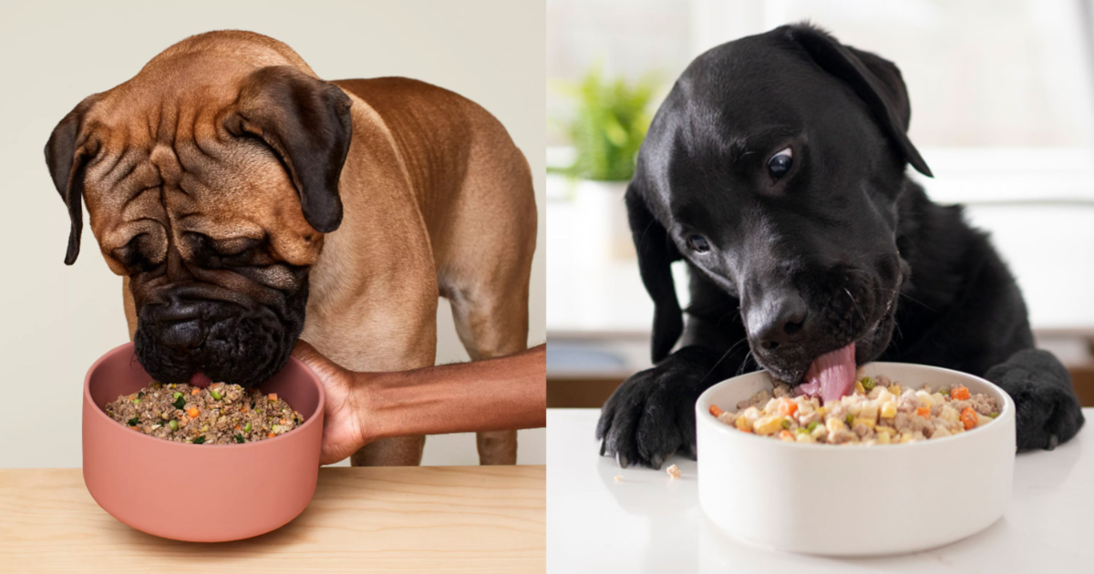 Ollie vs Nom Nom Freshly-Made Dog Food Comparison