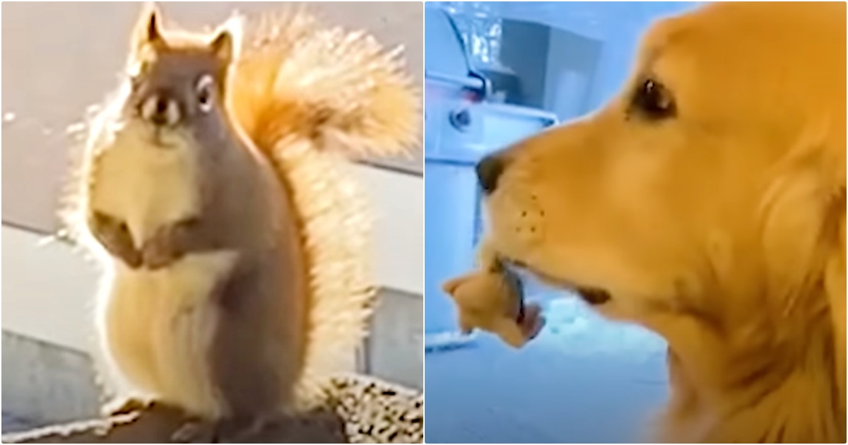 Dog Gives Red Squirrel A New Gift Every Day, Squirrel Returns With ‘Special Gift’