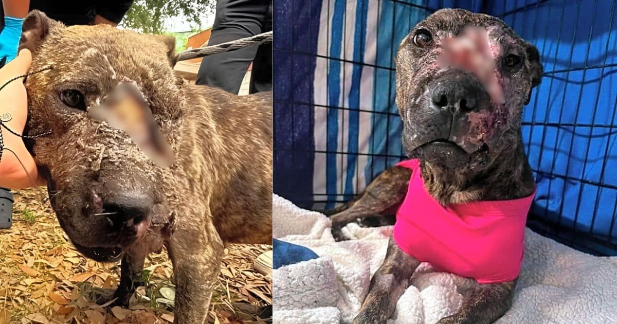 Battered & Starving, Rosie Begged A Stranger For Help