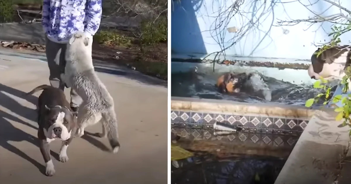 Stray Dogs Approach Teens And Ask Them To Help Save Their Friend